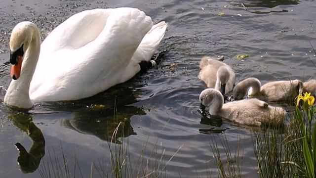 У ЛЮБВИ ДВА КРЫЛА / ВАДИМ ГУРЬЕВ смотреть онлайн