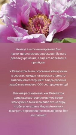 Жемчужины Клеопатры 😲🦪💎