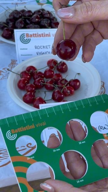 Обзор вишни смотреть онлайн