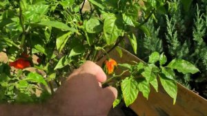 543 Дня Перцу Carolina Reaper Red.