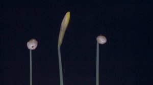 В душе Весна 36