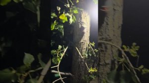 Сигнализация для охраны кемпинга