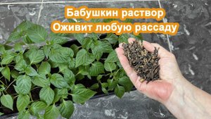 Добавьте этот Бабушкин раствор в лунку к Рассаде. Оживляем помидоры и перцы.