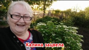 Дача. Утро после вечернего дождя.