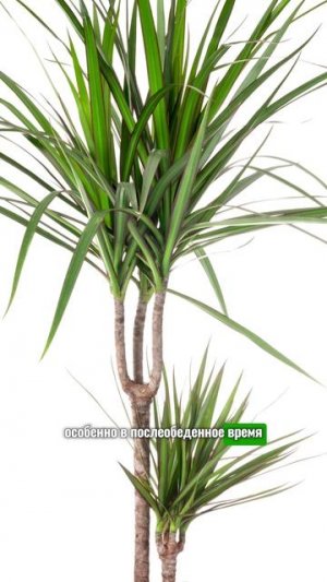 Какие комнатные растения можно выносить на улицу летом #комнатныерастения #дача #сад #огород