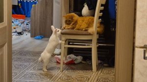 Кроль и кот