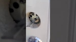 Текущая установка замка abloy lc102