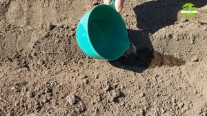 Как посадить кабачки на приусадебном участке