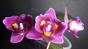 П-7. Ч-6. Фаленопсис мультифлора пелор Dwarf Tulip (карликовый тюльпан).После пересадки из мха 42дня
