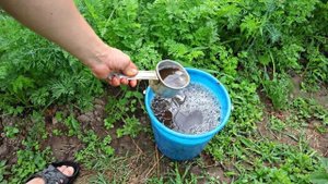 Скручиваются листья у томатов. Причины и решение.