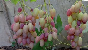 Анжелика, (Ксения). Обзор сорта