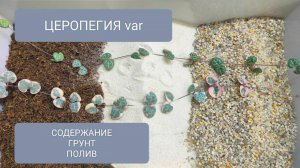 🟣🟢⚪ГРУНТ для ЦЕРОПЕГИЯ. СОДЕРЖАНИЕ и ЧЕРЕНКОВАНИЕ.