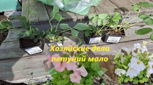 Потоп в огороде. Земляника рассадой. Мало петуний.