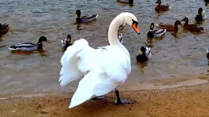 Лебедь Белая. Юлия Михальчик. Ностальгия. The swan is White. J