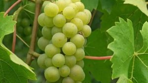 КАК ПРАВИЛЬНО ПЕРЕСАДИТЬ МНОГОЛЕТНИЙ ВИНОГРАД.