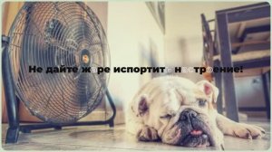 Вентиляторы в магазине «Авангард» г.Ярославль, пр.Авиаторов, 159. Постоянная скидка 7% пенсионерам
