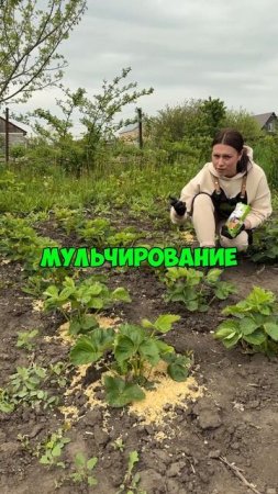 Зачем нужно использовать органическое удобрение. Напримере клубники