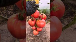 05.08.2024  СОРТ МИНУСИНСКИЕ БЫЧКИ