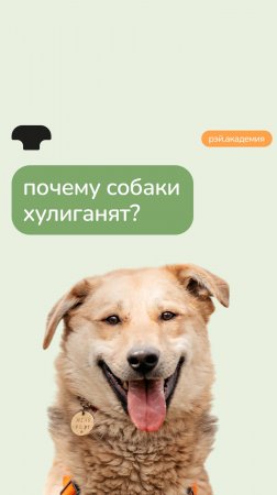 Собака хулиганит? 😱