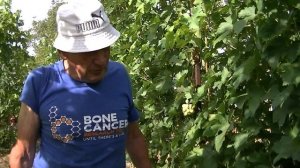 Виноград Полонез 50