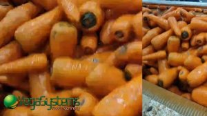 Автоматическая мойка и очистка моркови, свеклы, карто?