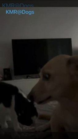 Ты кто по жизни будешь?😂 ( видео про кошек и собак )