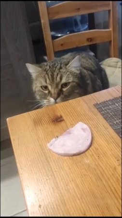 Как украсть колбасу 😉😋🐈
