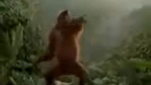 Обезьяна танцует под субботу.