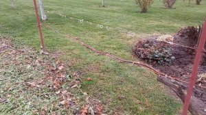 Обрезка винограда и подготовка к укрытию спанбондом, ?