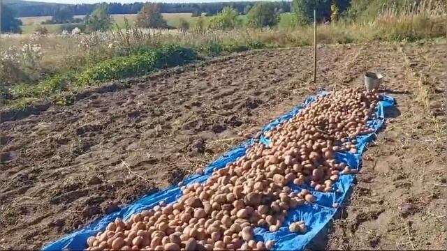 Выборка картофеля. Картофелекопалка Пахарь.