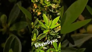 Рододендрон мелкоцветковый Блумбукс"Bloombux"Перевалка,д