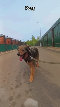 "Повелители поводков" ❥ Приют в Малинках ❥ Про Розу и Мэтта