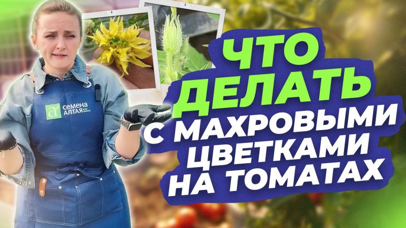 ЧТО ДЕЛАТЬ С МАХРОВЫМИ ЦВЕТКАМИ НА ТОМАТАХ?