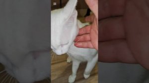 Капризная кошка