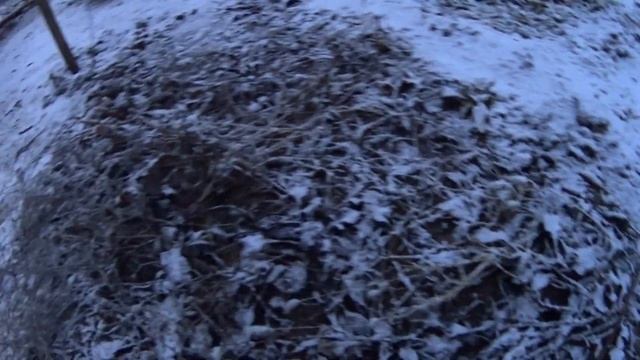 Свёкла в Январе❄️🧺эта правда или нет? Выращиваю вку? смотреть онлайн