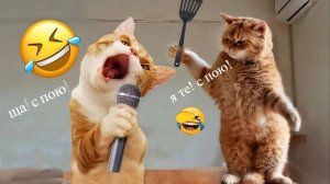 Самые смешными видео с кошками 2025 года!😸Лучшие смешные видео с животными