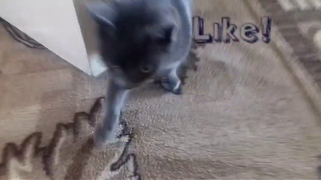 Мой кот любит хип хоп! смотреть онлайн