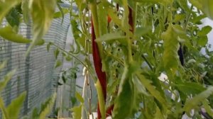 Томат Греле де пометешь