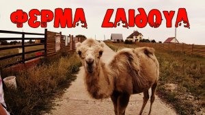 Верблюжья ферма CAMEL RUSSIA бывшая Лаидойа (08 2016)
