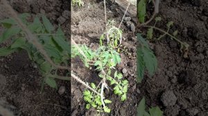 VIОD_20250522_105350 Огород на 22 мая 2025 года.