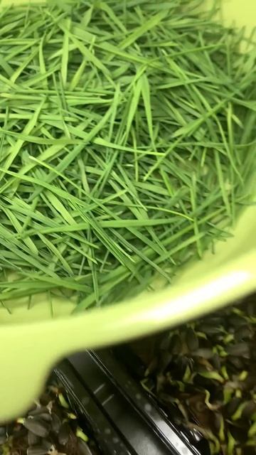 #greensvos #garden @GreensVOS Ежедневный отчёт по МикроЗелени смотреть онлайн