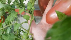 Томат Фиолетовая Гордость Весселя - и цвет и форма все