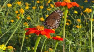 сладкий вальс ко Дню святого Валентина