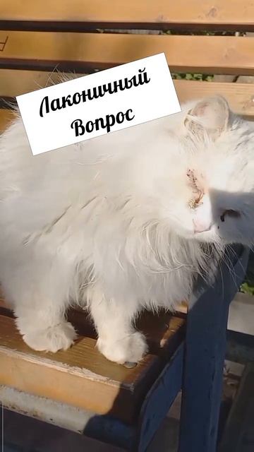 #котики #кошка #киса #домашниеживотные #кошки #пес #собакадругчеловека #собака #собаки #щенок #мимим
