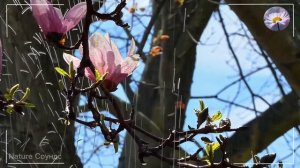 Вальс дождя! Лучшие композиции Сергея Грищука! Эту муз