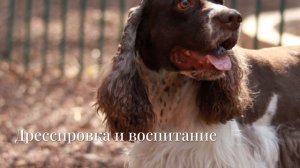 Английский кокер-спаниель - идеальный компаньон для а?