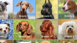 Звуки собак | Лаем собак | Dog Barking Sound