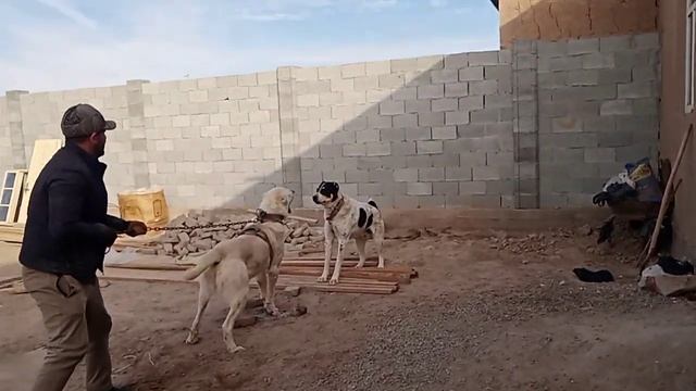 Настоящий " Алабай"  в Каракалпакие ,  г.Турткуль! смотреть онлайн