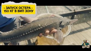 ЗАПУСК ОСЕТРА 23.05.2025