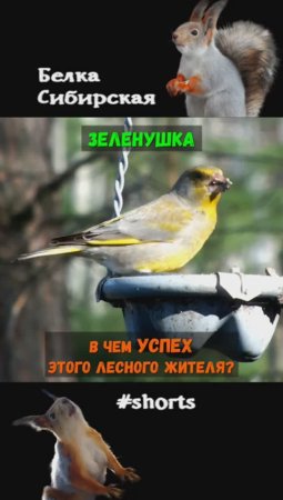Зеленушка более успешна в лесу